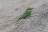 Asian Green Bee-eater ssp. orientalis (Merops orientalis orientalis)