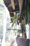 Grey-headed Parakeet (Psittacula finschii)