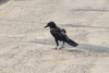 Eastern Jungle Crow (Corvus levaillantii)