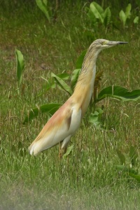 Albania Birds