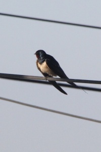 Cyprus Birds