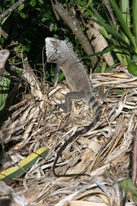 Guadeloupe nature page