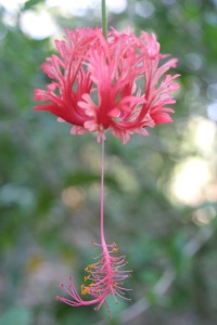 Honduras Nature