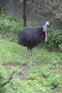 Indonesia Birds