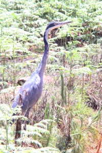 Malawi Birds