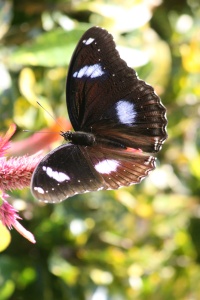 Nepal Nature