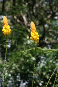 Saint Lucia nature page