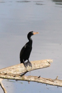 Eswatini Birds