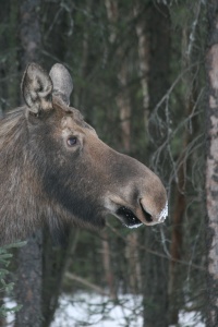 USA Nature