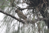 Yellow-faced Grassquit (Tiaris olivaceus)