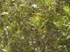 Setophaga petechia albicollis