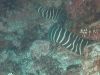 Zebra Moray Eel (Gymnomuraena zebra)