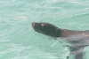 Swimming Galápagos Sea Lion