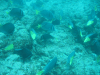 Razor Surgeonfish (Prionurus laticlavius)
