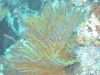 Soft Coral (Alcyonacea fam.)