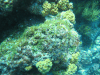 Orange Cup Coral (Tubastraea coccinea)