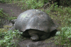 Santa Cruz Giant Tortoise (Chelonoidis porteri)