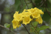 Yellow Geiger (Cordia lutea)