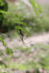 Orb Weaver Spider (Nephila cornuta)