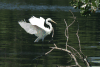 Ardea alba egretta