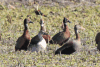 Southern Black-bellied Whistling Duck (Dendrocygna autumnalis autumnalis)