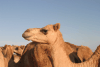 Closeup Camels Camel Market