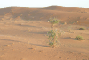 Few Bushes Desert