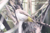 Pycnonotus barbatus