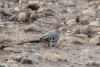 Oena capensis