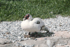 Muscovy Duck (Cairina moschata)