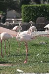 Greater Flamingo (Phoenicopterus roseus)