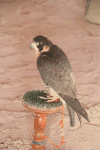 Peregrine Falcon (Falco peregrinus)