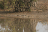 West African Crocodile (Crocodylus suchus)