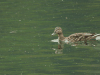 Mallard (Anas platyrhynchos)