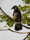 Hooded Crow (Corvus cornix)