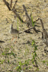 Ruff (Calidris pugnax)