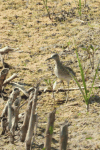 Ruff (Calidris pugnax)