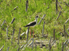 Black-winged Stilt (Himantopus himantopus)