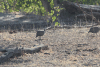 Helmeted Guineafowl (Numida meleagris)