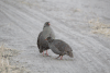 Red-billed Francolin (Pternistis adspersus)