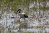 African Sacred Ibis (Threskiornis aethiopicus)