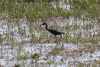 Slaty Egret (Egretta vinaceigula)