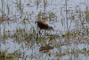 African Jacana (Actophilornis africanus)