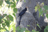 Green Wood Hoopoe (Phoeniculus purpureus)