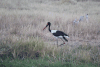 Saddle-billed Stork (Ephippiorhynchus senegalensis)