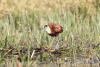 African Jacana (Actophilornis africanus)