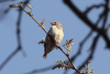 Red-billed Quelea (Quelea quelea)