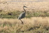 Goliath Heron (Ardea goliath)