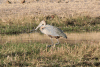 Goliath Heron (Ardea goliath)