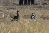 Northern Spur-winged Goose (Plectropterus gambensis gambensis)